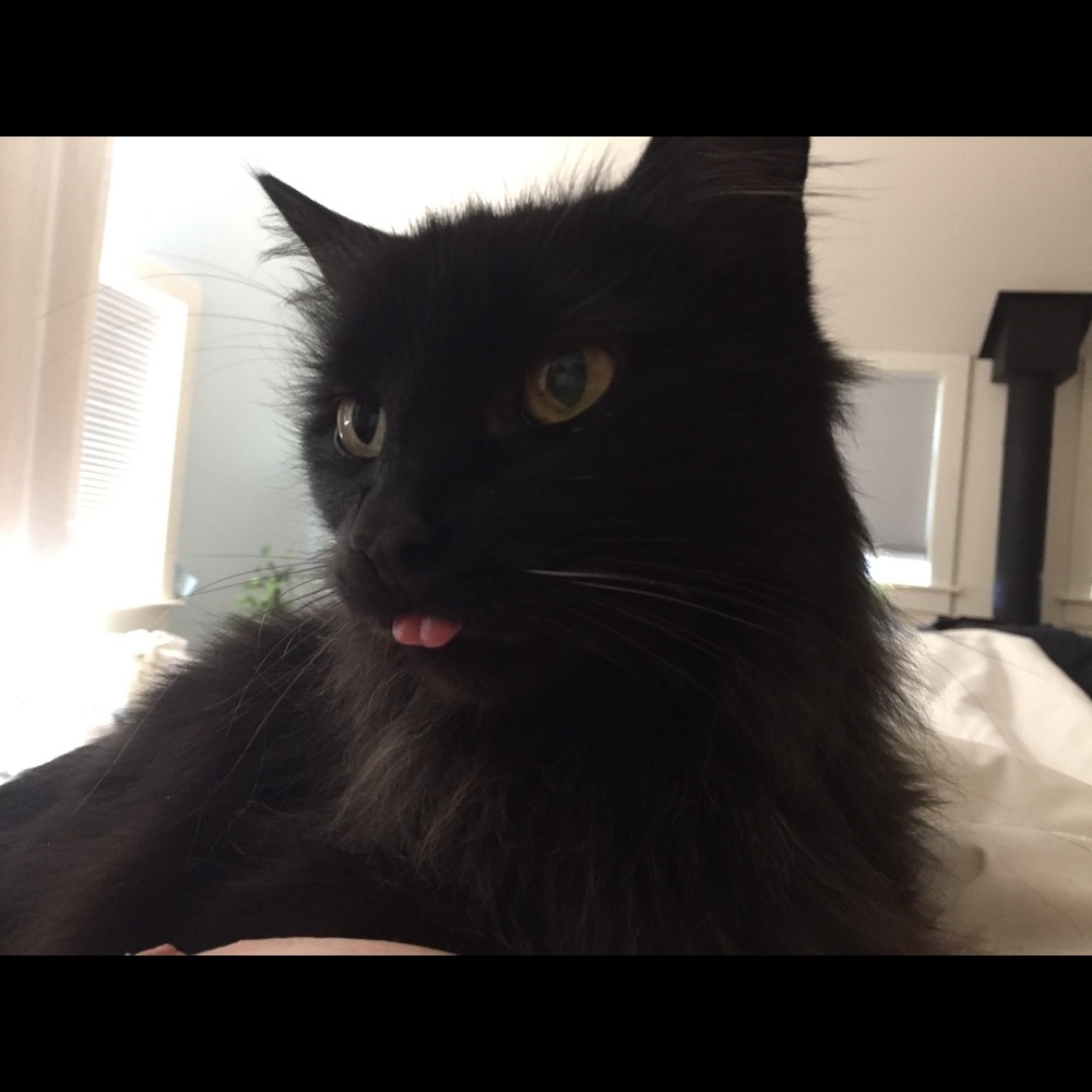 Fur babies - Picture 2 of 7